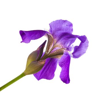 Mor çiçek Iris. Beyaz arka plan üzerinde izole