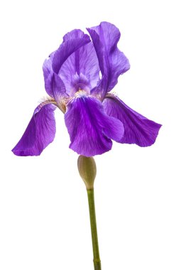 Mor çiçek Iris. Beyaz arka plan üzerinde izole