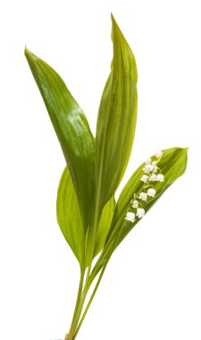 Lily bırakır. Beyaz arka plan üzerinde izole