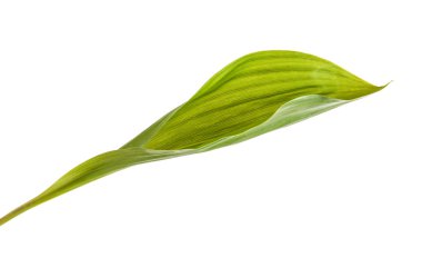 Lily bırakır. Beyaz arka plan üzerinde izole