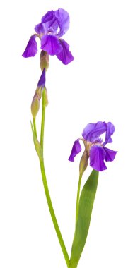 Mor çiçek Iris. Beyaz arka plan üzerinde izole