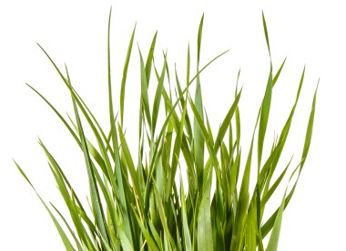 Beyaz arka plan üzerinde izole yeşil çim demeti