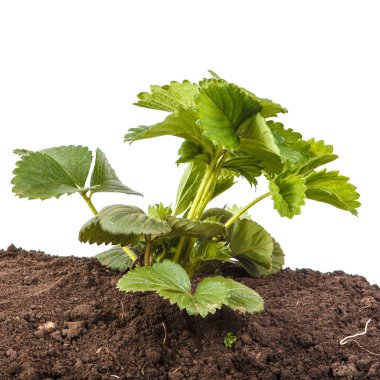 çilek beyaz arka plan üzerinde izole toprakta Bush