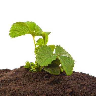 çilek beyaz arka plan üzerinde izole toprakta Bush