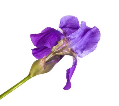 Mor Iris çiçeği. yalıtım beyaz bir arka plan değil