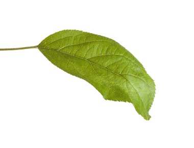 Beyaz arka plan üzerinde izole bir elma yaprak