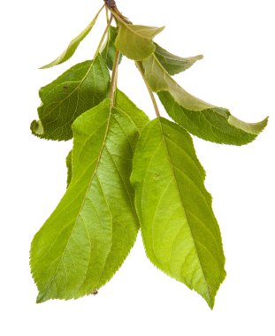 yeşil yaprakları ile elma ağacı dalı. Beyaz adam izole