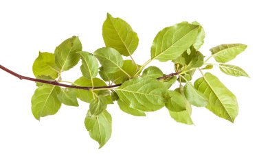 yeşil yaprakları ile elma ağacı dalı. Beyaz adam izole