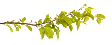 yeşil yaprakları ile elma ağacı dalı. Beyaz adam izole