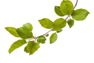 yeşil yaprakları ile elma ağacı dalı. Beyaz adam izole