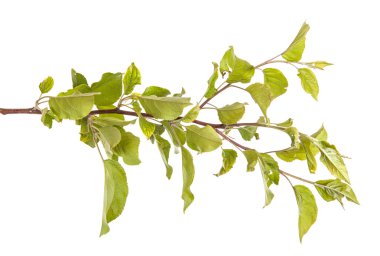 yeşil yaprakları ile elma ağacı dalı. Beyaz adam izole