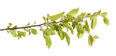 yeşil yaprakları ile elma ağacı dalı. Beyaz adam izole