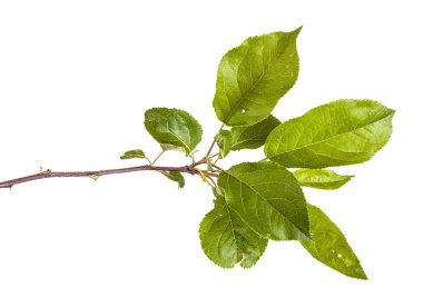 yeşil yaprakları ile elma ağacı dalı. Beyaz adam izole