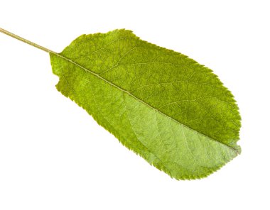 Beyaz arka plan üzerinde izole bir elma yaprak