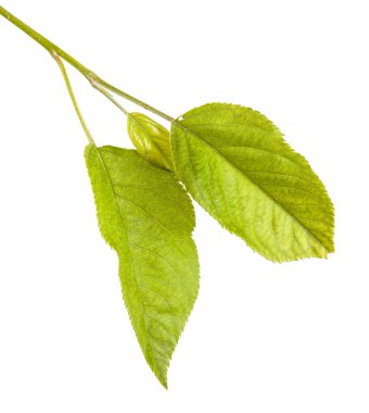 Beyaz arka plan üzerinde izole bir elma yaprak