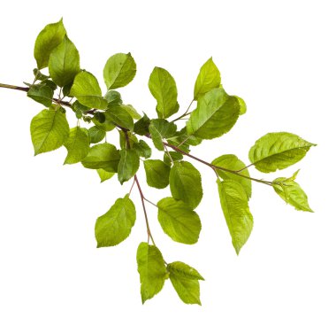 yeşil yaprakları ile elma ağacı dalı. Beyaz adam izole