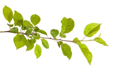 yeşil yaprakları ile elma ağacı dalı. Beyaz adam izole