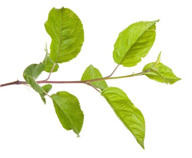 yeşil yaprakları ile elma ağacı dalı. Beyaz adam izole