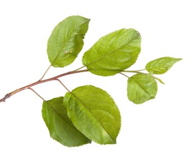 yeşil yaprakları ile elma ağacı dalı. Beyaz adam izole