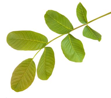 Ceviz bir dalda bırakır. Beyaz arka plan üzerinde izole