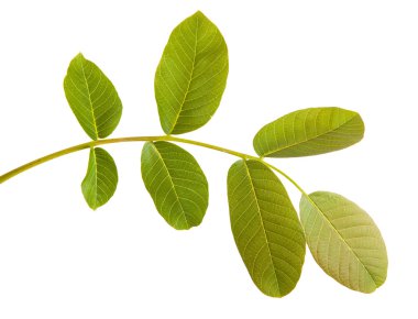 Ceviz bir dalda bırakır. Beyaz arka plan üzerinde izole