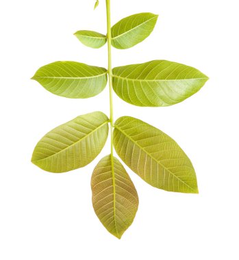 Ceviz bir dalda bırakır. Beyaz arka plan üzerinde izole