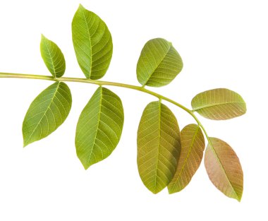 Ceviz bir dalda bırakır. Beyaz arka plan üzerinde izole