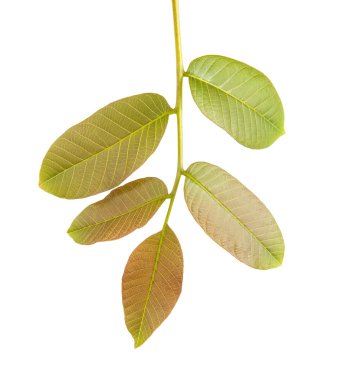 Ceviz bir dalda bırakır. Beyaz arka plan üzerinde izole