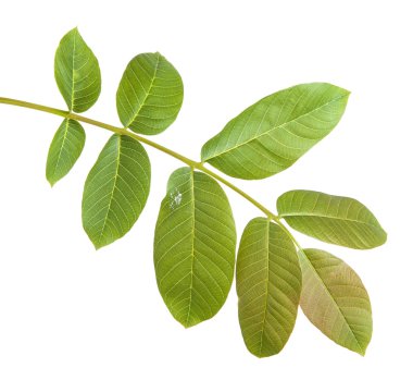 Ceviz bir dalda bırakır. Beyaz arka plan üzerinde izole