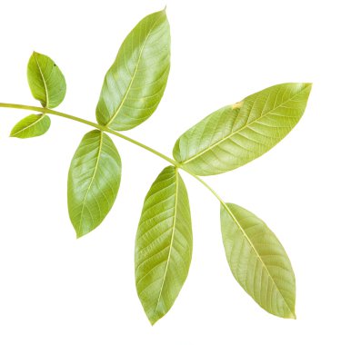 Ceviz bir dalda bırakır. Beyaz arka plan üzerinde izole