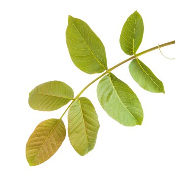 Ceviz bir dalda bırakır. Beyaz arka plan üzerinde izole