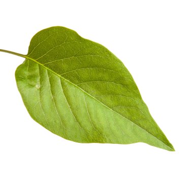 Yeşil leylak bırakır. Beyaz arka plan üzerinde izole