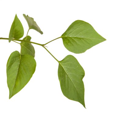 Yeşil leylak bırakır. Beyaz arka plan üzerinde izole