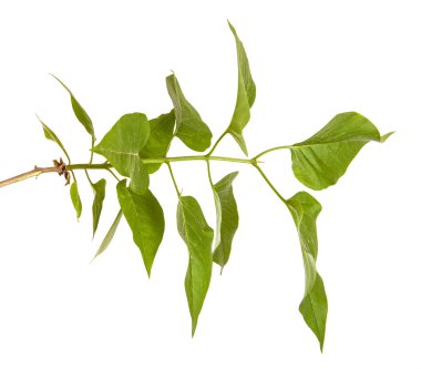 Yeşil leylak bırakır. Beyaz arka plan üzerinde izole