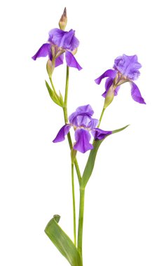 Mor Iris çiçeği. yalıtım beyaz bir arka plan değil