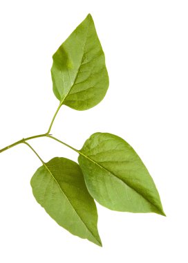 Yeşil leylak bırakır. Beyaz arka plan üzerinde izole