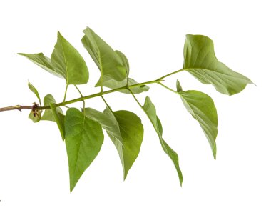 Yeşil leylak bırakır. Beyaz arka plan üzerinde izole