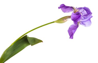Mor Iris çiçeği. yalıtım beyaz bir arka plan değil