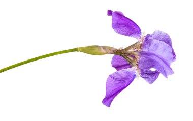 Mor Iris çiçeği. yalıtım beyaz bir arka plan değil