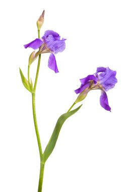 Mor Iris çiçeği. yalıtım beyaz bir arka plan değil