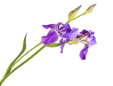 Mor Iris çiçeği. yalıtım beyaz bir arka plan değil