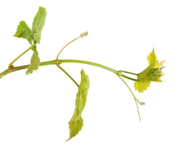 Genç asma üzüm. Beyaz arka plan üzerinde izole