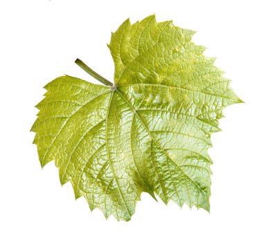 Genç asma üzüm. Beyaz arka plan üzerinde izole