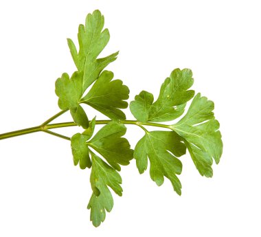 beyaz zemin üzerinde izole yeşil maydanoz yaprakları