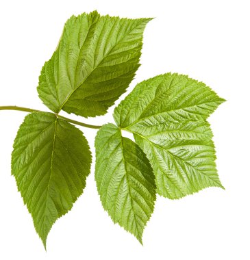 Yeşil Ahududu yaprakları. Beyaz arka plan üzerinde izole