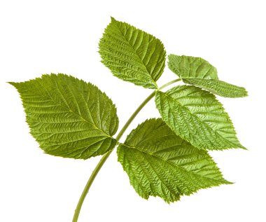 Yeşil Ahududu yaprakları. Beyaz arka plan üzerinde izole