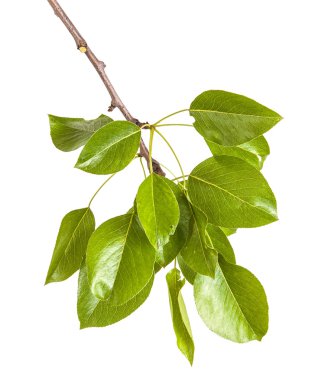 Armut ağacı dalı ile izole üzerinde beyaz arka plan bırakır