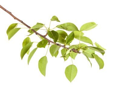 Armut ağacı dalı ile izole üzerinde beyaz arka plan bırakır