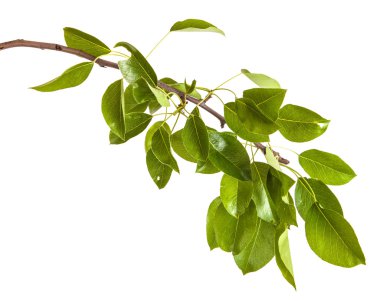 Armut ağacı dalı ile izole üzerinde beyaz arka plan bırakır