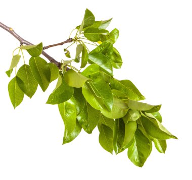 Armut ağacı dalı ile izole üzerinde beyaz arka plan bırakır